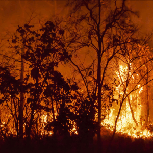 wildfire